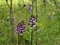Orchis purpurea 