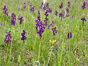 Orchis morio subsp. morio 