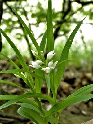 Cephalanthera longifolia 
