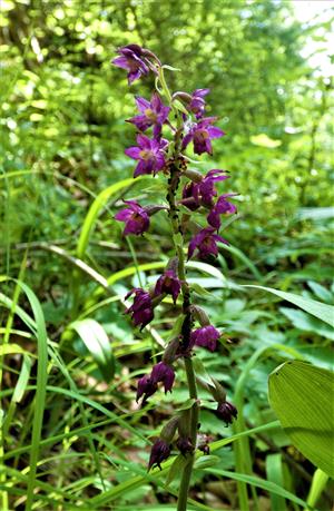 Epipactis atrorubens subsp. atrorubens