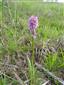 Orchis tridentata