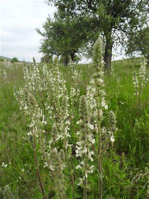 Salvia austriaca 1