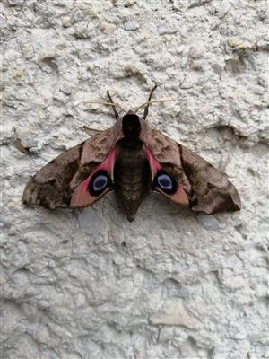 Smerinthus ocellatus
