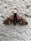 Smerinthus ocellata (Linnaeus, 1758)