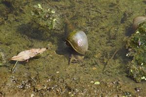 Lymnaea stagnalis (LINNAEUS, 1758)