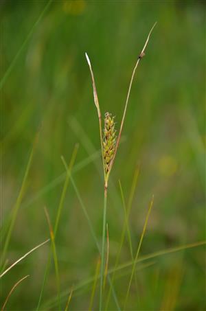Carex lasiocarpa
