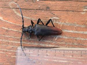 Cerambyx cerdo