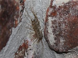 Scutigera coleoptrata