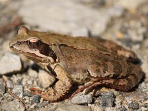 Rana temporaria