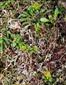 Pľuzgierka islandská (Cetraria islandica