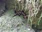 salamadra salamandra