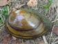 Anodonta anatina (LINNAEUS, 1758)
