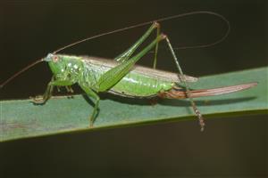 kobylka