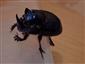Copris lunaris