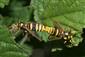 Sesia apiformis (Clerck, 1759)