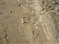 korýtka maliarske v piesku na brehu po rýchlom opadnutí vody