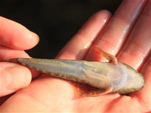 Cottus gobio