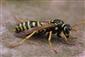 Polistes dominulus (Christ, 1791)  