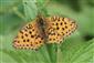 Argynnis niobe (Linnaeus, 1758)