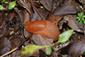 Arion rufus (LINNAEUS, 1758)
