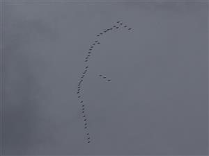 Grus grus
