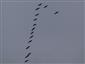 Grus grus