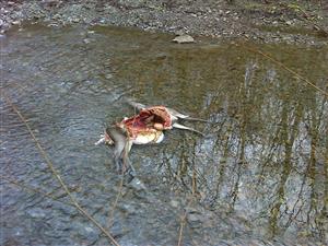 Uhynutá jelenica vo vodnom toku.