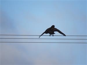 myšiak lesný (myšiak hôrny)