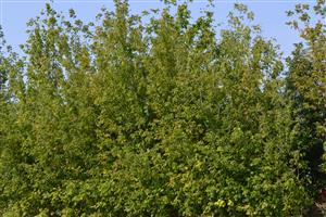 javorovec jaseňolistý
