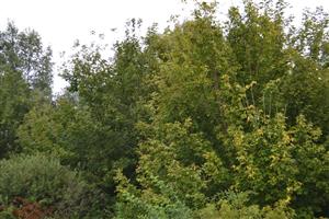 javorovec jaseňolistý