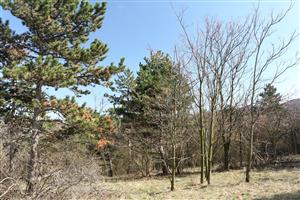 Ailanthus altissima s borovicou čiernou