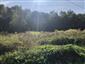 Solidago canadensis