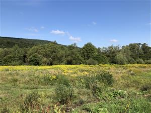 Solidago canadensis