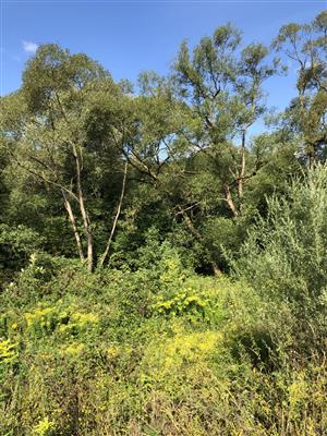 Solidago canadensis