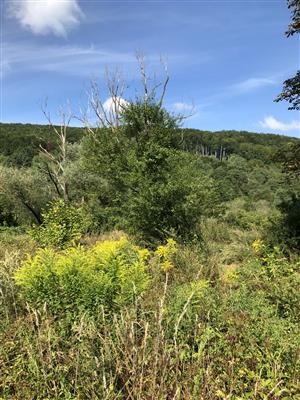 Solidago canadensis