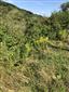 Solidago canadensis