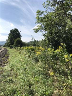 Solidago canadensis