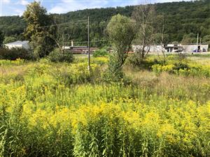 Solidago canadensis