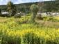 Solidago canadensis