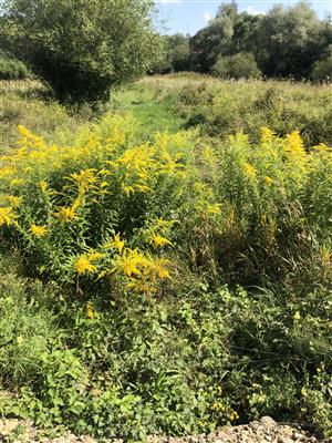 Solidago canadensis