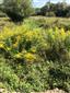 Solidago canadensis