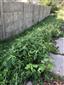 Impatiens parviflora