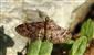 Gymnoscelis rufifasciata (Haworth, 1809)