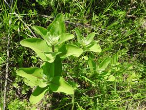 Mladé rastliny Asclepias syriaca.