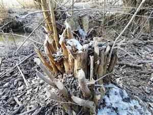 ohryz bobra na Lehotskom potoku