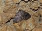 Triphosa dubitata (Linnaeus, 1758)