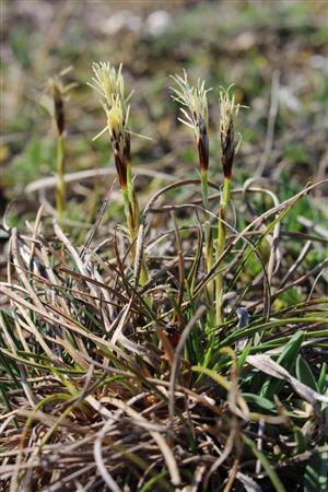 Carex humilis