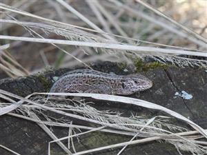 Lacerta agilis