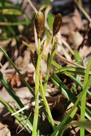 Carex brevicollis