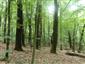 Dubovo-hrabové lesy karpatské